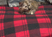 2 beautiful ragdoll/Scottish straight kittens to be rehomed