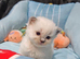 6 beautiful ragdolls ready 25/08