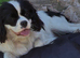 7mths old black and white