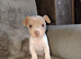 Jack Russell puppies