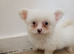 8 week old. Male pomchis