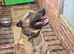 Belgium shepherd