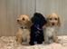 Cockapoos girls and boys