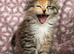 Maine coon Kittens