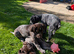Gurman wire hair pointer/ gurman sort haired ponter