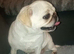 Gorgeous girl pug