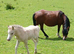 Dark bay mare with filly foal