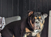 9 month old male bulldog nebbr registered