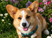 Cardigan Corgi Girl