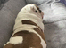 7 month old female english bulldog