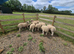 White Ryeland Ewe Lambs