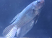 Male Halfmoon Betta
