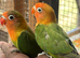 Tamed Lovebirds