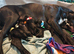 Great Dane Puppies