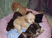 Cockapoo puppys
