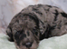 Health tested f1b cockapoo babies