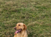 Kc registered Labradors puppies