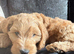 cockapoo boy Alfie