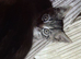 Kittens for sale