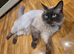 pure ragdoll seal point mink male