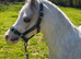 Show quality 11.2  gelding