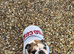 Mum and Daughter English Bulldogs For Sale