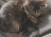 Beautiful Black Beautys maincoon X