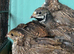 Chinese painted quail cpq