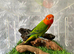 I have opline lovebird, very rare and very cheap ,