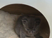 1 Male Grey kitten