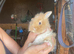 Lionhead babies 8 weeks old
