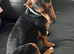 Dachshunds x jack russle