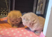 Stunning British Shorthair Kittens – Lilac & Blue (Grey) Girls