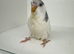 Beautiful baby budgies for sale