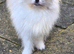 Tiny Pomeranian x