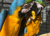 Macaw baby&rsquo;s READY