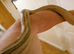 Male Anery Corn Snake Proven Breeder