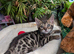 Pedigree Bengal kittens TICA registered in Essex brown rosette