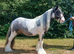 Miniature Cob