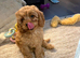 Cavapoo