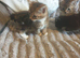 Cross bengal kittens