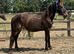 2 year old new forest gelding