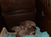 Lilac chihuahua puppies