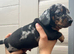 For sale Blu 6week miniature dashund boy
