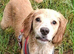 10 month old cocker spaniel