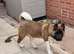 KC American Akita Male