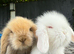 Stunning Mini Lion Lop Boys