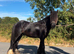 Black cob gelding