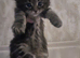 Mixed maincoone fluffy kitten
