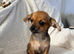4 beautiful chiweenie puppies